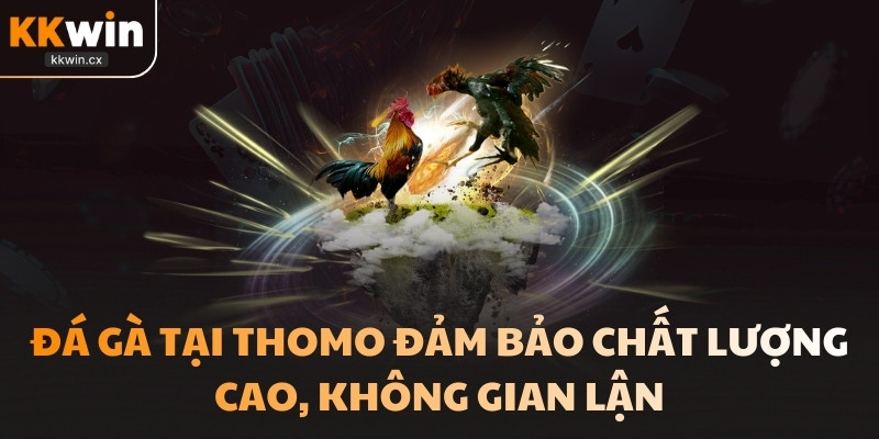 Đá gà tại trường gà Thomo là một thú vui giải trí của nhiều người
